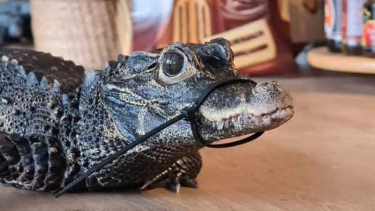 Mireček, pětiletý krokodýl čelnatý, je poprvé z terária venku, ale z výběhu na dvorku zmizel neznámo kam.