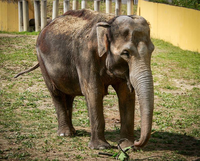 Sloni v ostravské ZOO.