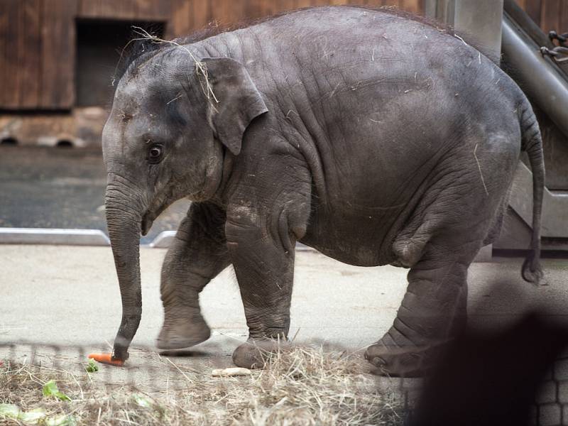 Oslava narozenin nejmladší slonice v ostravské ZOO. 