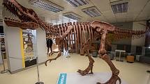 V Geologickém pavilonu v areálu VŠB-TUO (Vysoké školy báňské - Technické univerzity Ostrava) odhalili 2,5 metru vysoký a pět metrů dlouhý model kostry tyranosaura rexe, 18. ledna 2022.
