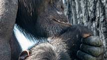 Mládě šimpanze hornoguinejského, které se narodilo v Zoo Ostrava 28. února 2020, se má čile k světu. Na snímku z 18. května 2020.