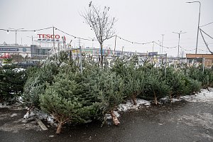 Prodej vánočních stromků, 6. prosince 2023, Ostrava.