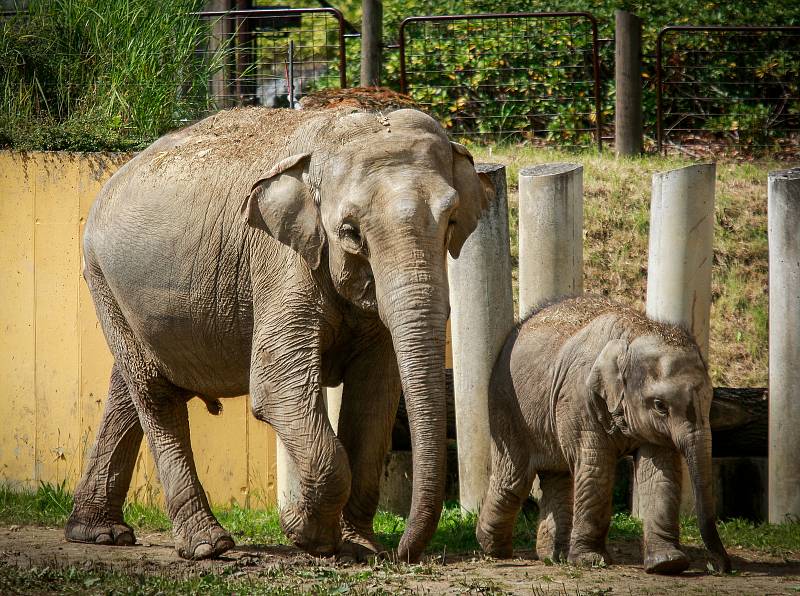 Sloni v ostravské zoo.