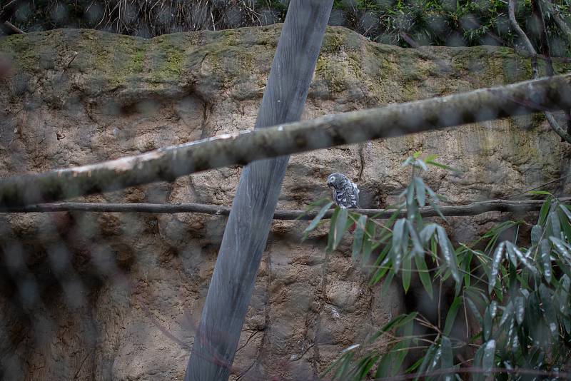 Zoo Ostrava je nadále dle nařízení vlády uzavřená, 6. února 2021 v Ostravě. Žako velký.