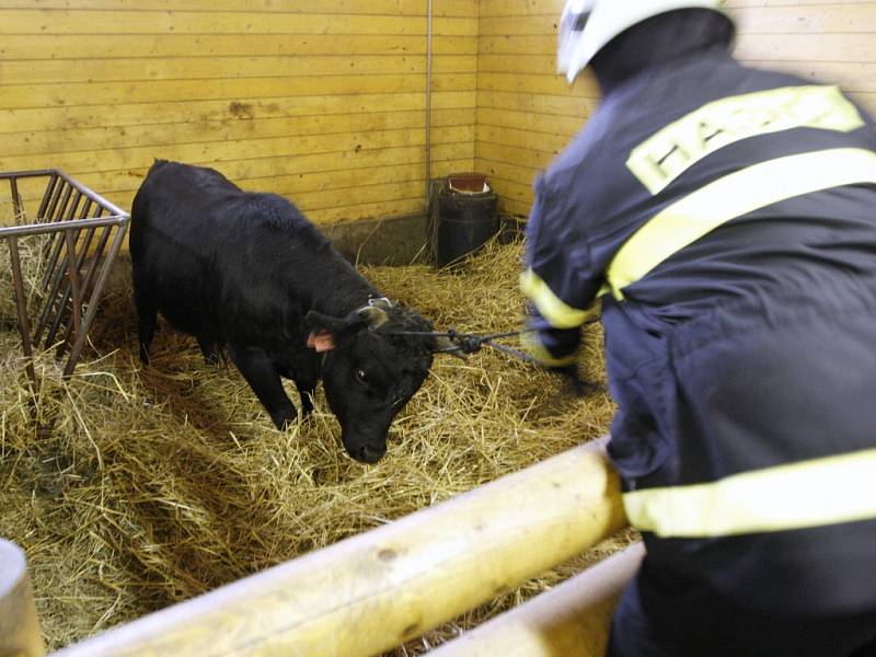 Výcvik hasičů při odchytu zvířat v ostravské zoo. 