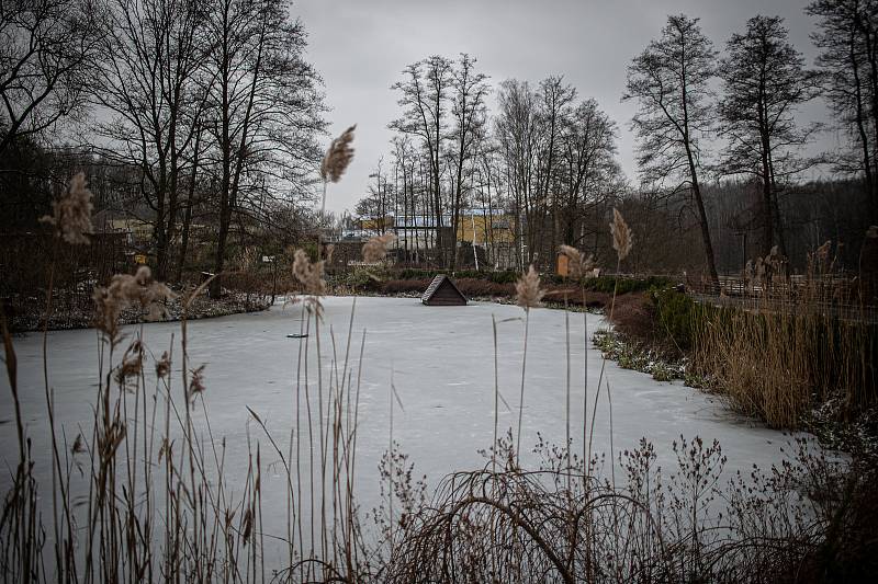 Zoo Ostrava je nadále dle nařízení vlády uzavřená, 6. února 2021 v Ostravě. Panda červená.