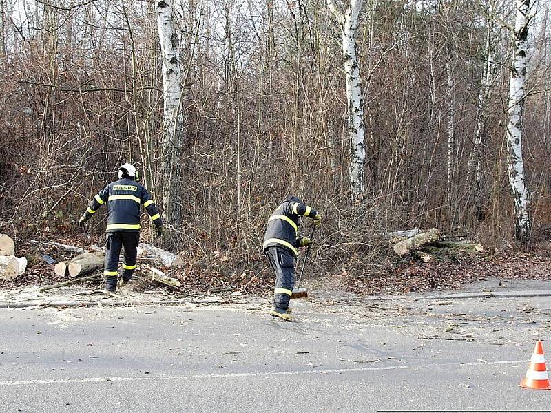 Spadlý strom v Ostravě u Slezskoostravského hradu.