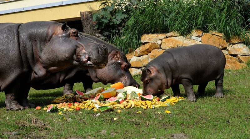 Hroši v ostravské zoo. Ilustrační foto.