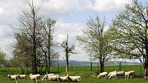 Společnost Vítkovská zemědělská s.r.o. se zabývá ekologickým zemědělstvím.