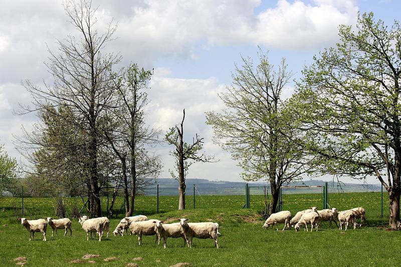 Společnost Vítkovská zemědělská s.r.o. se zabývá ekologickým zemědělstvím.