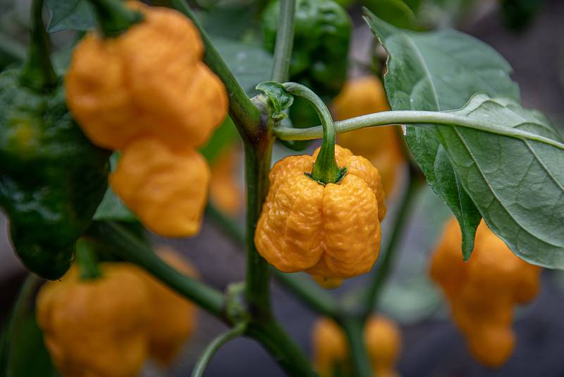 V Zahradnictví Poruba pěstují chilli pro výrobce omáček Gaston Chilli, 30. září 2021 v Ostravě.