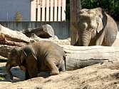 V pavilonu slonů ostravské zoo vládne pohoda. 