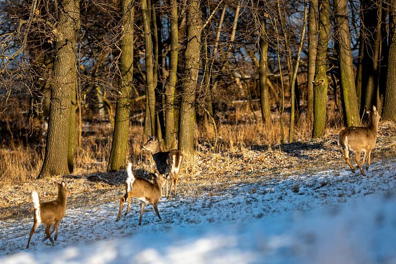 Naučnou stezku Obora Sovinec vytvořili členové Mysliveckého sdružení Fryčovice. Jejich obora se specializuje na chov vzácné zvěře, jelence viržinského (běloocasého). Fryčovice, 10. ledna 2021.