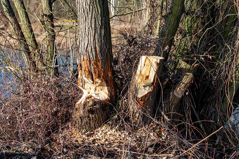 Stromy na břehu řeky Odry, které okusuje bobr, leden 2020 v Ostravě.