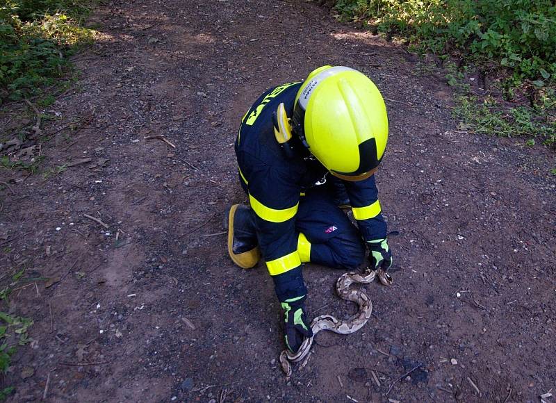 Jedna ze tří krajt, které minulý měsíc odchytili ostravští hasiči a policisté.