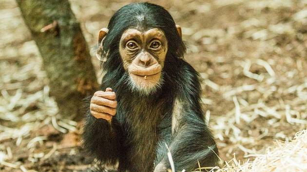 Tak to je velké uznání. Chov šimpanzů pro Evropu nově řídí Zoo Ostrava -  Moravskoslezský deník