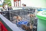 Tým českých ochranářů ze Zoo Liberec a Zoo Ostrava pomohl dostat za mříže významného indonéského pašeráka ohrožených druhů zvířat.