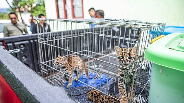 Tým českých ochranářů ze Zoo Liberec a Zoo Ostrava pomohl dostat za mříže významného indonéského pašeráka ohrožených druhů zvířat.