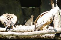 V ostravské zoo se podařilo odchovat také supa bělohlavého.