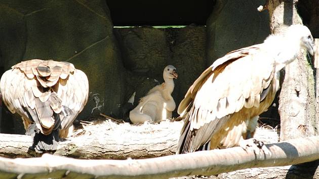 V ostravské zoo se podařilo odchovat také supa bělohlavého.