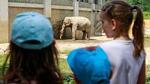 Nový sloní samec slona indického v ostravské ZOO.