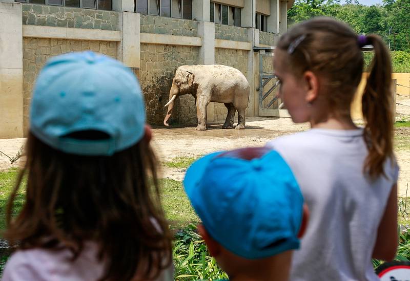 Nový sloní samec slona indického v ostravské ZOO.