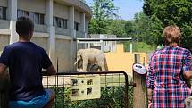 Ostravská zoo v sobotu opět přivítala masy lidí. Někteří se pro návštěvu rozhodli i kvůli novému slonímu samci z Francie, jiní o novici neměli ponětí, ani když jej odděleného od stáda sami viděli.