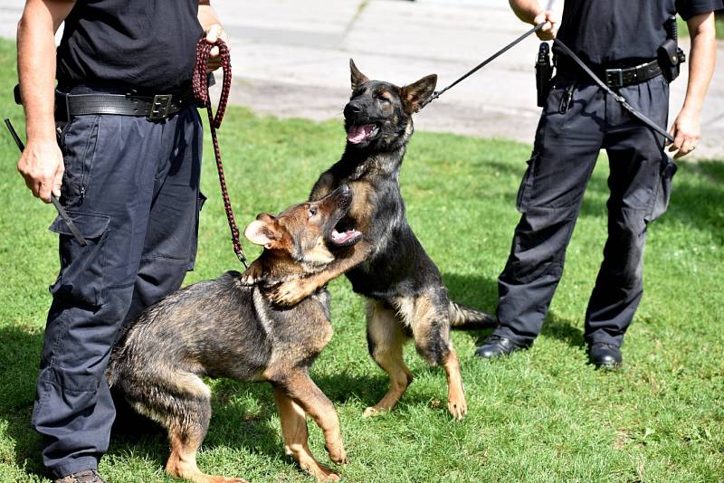 Čtyřměsíční Laiss a o měsíc starší Zik jsou nejmladšími posilami skupiny speciálních kynologických činností Krajského ředitelství policie Moravskoslezského kraje v Ostravě.