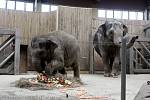 Melouny, ananas, banány, červenou papriku, ledový salát, hroznové víno, mrkev či vařenou rýži dostala v sobotu v ostravské zoologické zahradě v dortu ke svým druhým narozeninám sloní samička Rashmi.