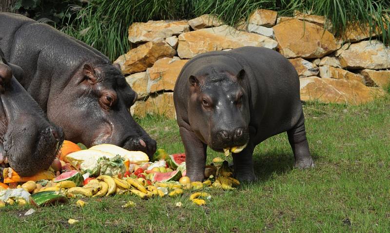 Hroši v ostravské zoo. Ilustrační foto.