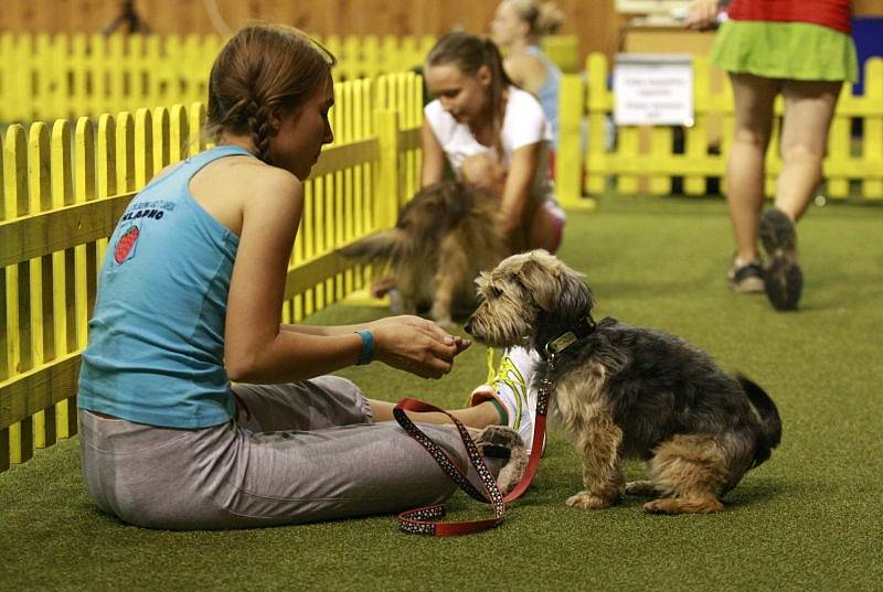 Ukázka agility. Ilustrační foto.