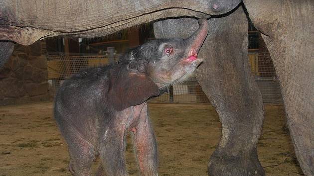 Dosud nadějně probíhající odchov prvního sloního mláděte se komplikuje.