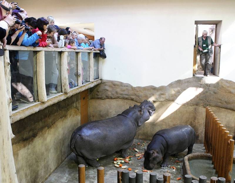 Hroši v ostravské zoo. Ilustrační foto.