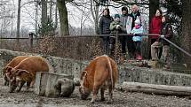 Den s prasátky v ostravské ZOO. Komentované krmení prasat. Štětkoun kamerunský. 