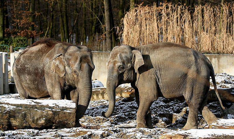 V ostravské zoo se připravují na porod slonic. Mláďata čekají hned dvě sloní samičky – Vishesh a její matka Johti. Ošetřovatelé je čtyřiadvacet hodin denně hlídají, protože malá slůňata mohu přijít na svět každým dnem.