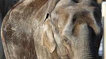 V ostravské zoo se připravují na porod slonic. Mláďata čekají hned dvě sloní samičky – Vishesh a její matka Johti. Ošetřovatelé je čtyřiadvacet hodin denně hlídají, protože malá slůňata mohu přijít na svět každým dnem.