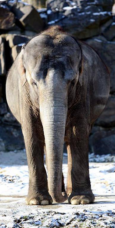 V ostravské zoo se připravují na porod slonic. Mláďata čekají hned dvě sloní samičky – Vishesh a její matka Johti. Ošetřovatelé je čtyřiadvacet hodin denně hlídají, protože malá slůňata mohu přijít na svět každým dnem.