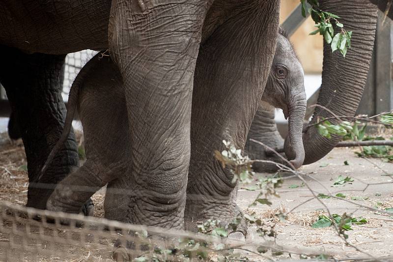 Mládě slona indického Chandru, které se narodilo  8. července 2017 v ostravské zoo.