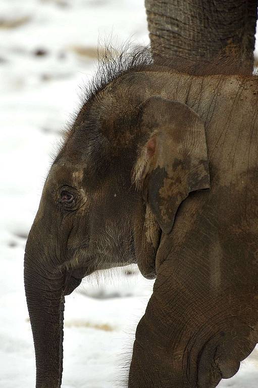 Nejmladší sloní samička z ostravské zoo se narodila 4. února 2014. Letos slaví své první narozeniny.