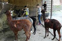 Děti na „zoologickém“ táboře se staraly také o zvířata, ovšem jen o ta bezpečná lamy, kozy, poníky, ovce. 