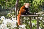 Panda červená s kvetoucími rododendrony