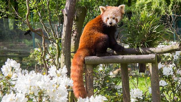 Panda červená s kvetoucími rododendrony