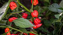V Zahradnictví Poruba pěstují chilli pro výrobce omáček Gaston Chilli, 6. října 2020 v Ostravě.