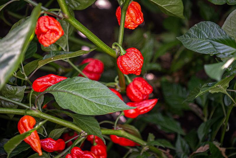 V Zahradnictví Poruba pěstují chilli pro výrobce omáček Gaston Chilli, 6. října 2020 v Ostravě.