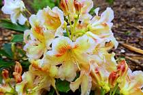 Rhododendron x hybridum Bernstein.