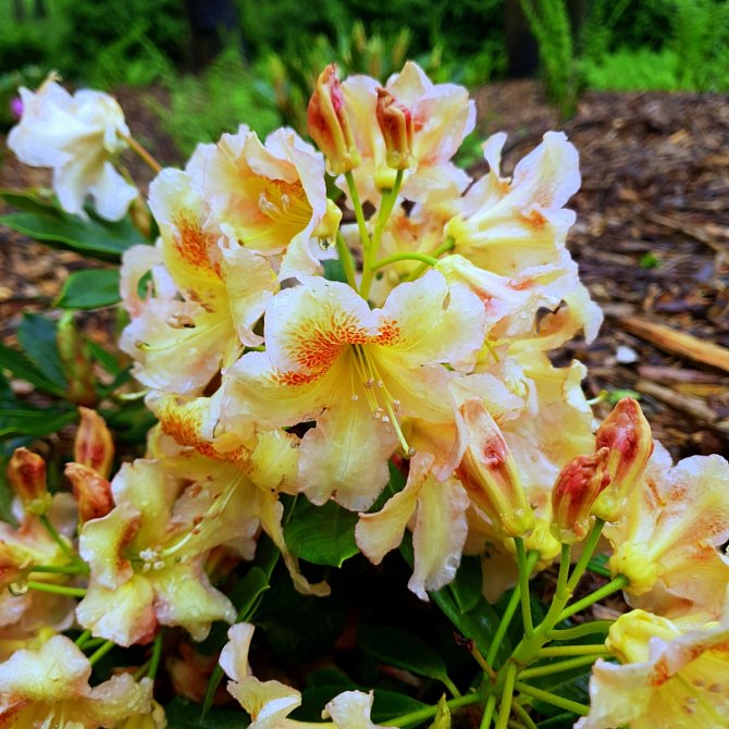 Rhododendron x hybridum Bernstein.