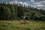 Ekologické farma U Stromovouse ve Světlé Hoře.