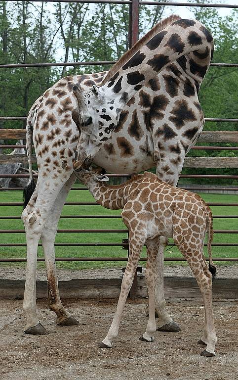 Žirafí mládě začíná pomalu objevovat svět.