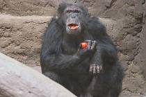 Dvacetiletý šimpanz Vincent z francouzské zoo.