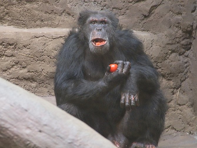 Dvacetiletý šimpanz Vincent z francouzské zoo.